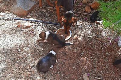 Μαίρη Κάτσικα:  5 πανέμορφα σκυλάκια με τη μαμά τους προσφέρονται για άμεση υιοθεσία στην Ύδρα