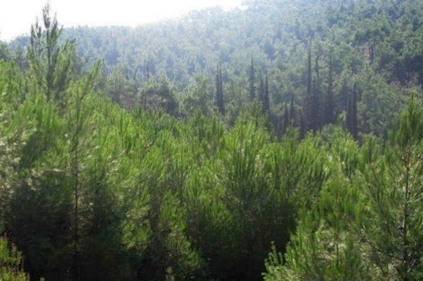 Μέχρι τις 20/8 η απαγόρευση διέλευσης και παραμονής στα δάση