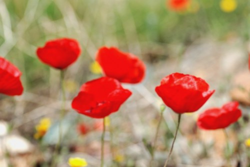 Με τη φλόγα της ελπίδας