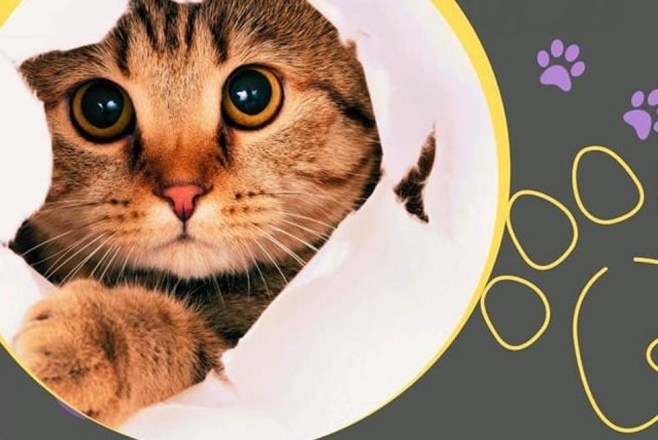 Δήμος Ύδρας:  Δωρεάν στειρώσεις και εμβολιασμοί στις αδέσποτες γάτες (10-14 Μαΐου)