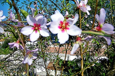 Η γιορτή της Αμυγδαλιάς αναβιώνει και πάλι στην Ύδρα
