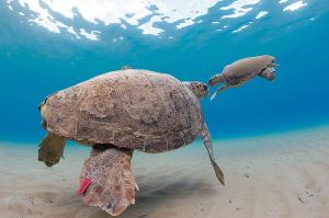 Παγκόσμια ημέρα  θαλάσσιων χελωνών - Η caretta-caretta μπορεί να ωοτοκεί για τουλάχιστον 33 χρόνια