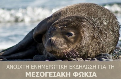 Ενημερωτική εκδήλωση στην Ύδρα για τη μεσογειακή φώκια