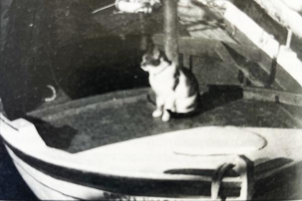 Όταν χάθηκε  η Ψιψίνα του Αρτεμάκη! Αφιερωμένο στους Υδραίους γατόφιλους!