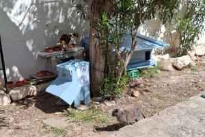 Ο σταθμός  των γατών στο Καμίνι, επισκευάστηκε και καθαρίστηκε η περιοχή με έξοδα της Υδραϊκής Κιβωτού