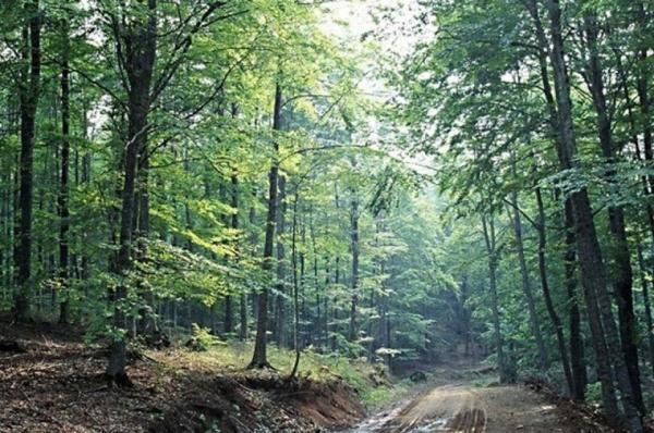 Συνεδριάζει η Επιτροπή εξέτασης αντιρρήσεων δασικών χαρτών την Τρίτη 10 Ιανουαρίου 2023