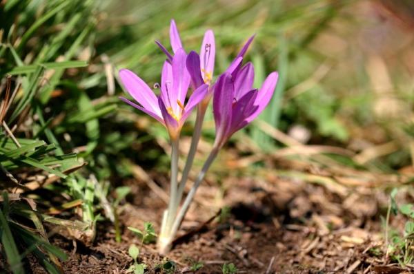 Κολχικίνη σε μεγάλες συγκεντρώσεις στο Colchicum autumnale