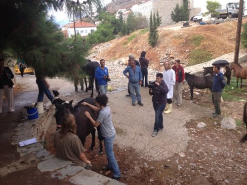 Δωρεάν παροχή φροντίδας ιπποειδών στις 17, 18 &amp; 19 Οκτωβρίου