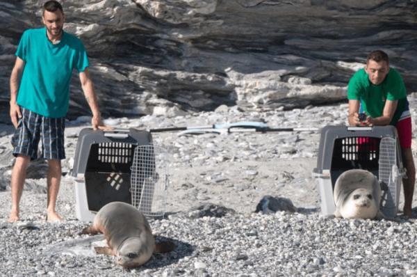 Δύο μικρές φώκιες που φρόντισε η Mom απελευθερώθηκαν με επιτυχία!
