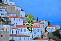 Εκεί που ανθίζει η ζωή...