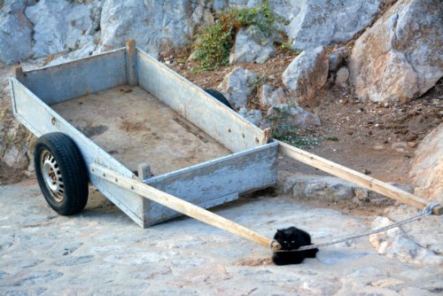 Για μια γάτα όλα είναι δυνατά