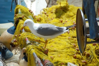 Το μεθυστικό κίτρινο πέπλο