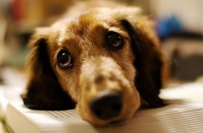 Αλήθεια οι σκύλοι κλαίνε;