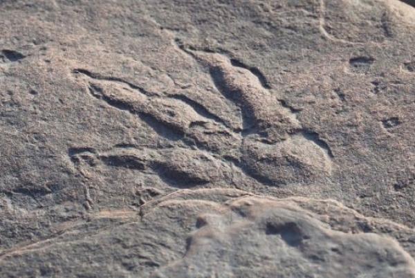 Ανακαλύφθηκε   απολίθωμα δεινόσαυρου σε βουνό της Ύδρας