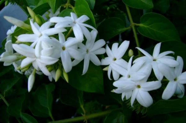 Προστασία των φυτών από τη ζέστη και τον καύσωνα