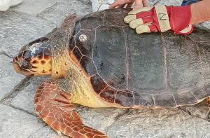 Νεότερα για την κατάσταση της θαλάσσιας χελώνας που διασώθηκε στην Ύδρα