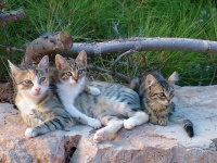 Διαμαρτυρία φιλόζωων πολιτών της Ύδρας