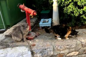 Η "Υδραϊκή Κιβωτός" δημιούργησε και διέθεσε νέους σταθμούς πόσιμου νερού για τις αδέσποτες γάτες