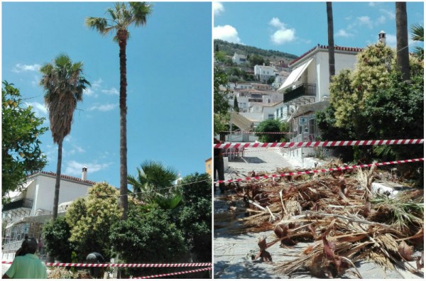 Άλλη μια πρωτοβουλία καθαρισμού και καλλωπισμού, αυτή τη φορά στους φοίνικες του Κουλούρειου Νοσοκομείου