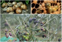 Παράταση προθεσμίας υποψηφιότητας για το πρόγραμμα νέων αγροτών
