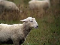 Καταρροϊκός πυρετός σε πρόβατα της Τροιζηνίας. Ενέργειες αντιπεριφέρειας