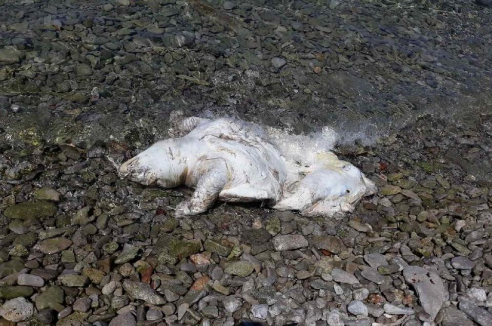 Νεκρή θαλάσσια χελώνα εντοπίστηκε στη νήσο Δοκό της Ύδρας