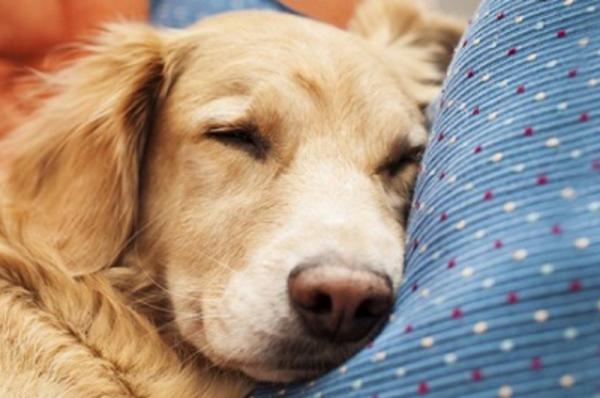 Αποτρόπαιο περιστατικό δηλητηρίασης σκύλου στο Καμίνι της Ύδρας - Μια μάστιγα που αφαιρεί βίαια την ζωή κατοικίδιων και αδέσποτων