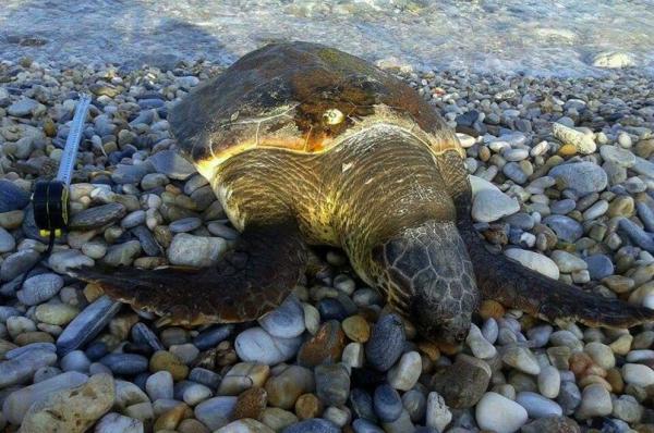 Θαλάσσια χελώνα εντοπίστηκε νεκρή στην Ύδρα - Ποιες οδηγίες ακολουθούμε όταν βρούμε θαλάσσια χελώνα