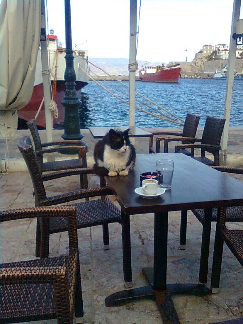 Ένας γάτος που... απολαμβάνει τον καφέ του!