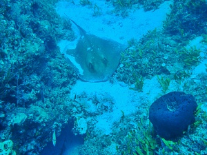 Κατάδυση στην Ύδρα, Mια υπέροχη ενασχόληση