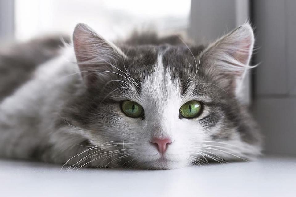 Δήμος Ύδρας:  Δωρεάν στειρώσεις στις αδέσποτες γάτες (10-13 Νοεμβρίου)