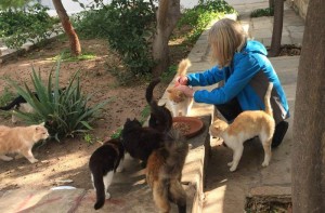 Φροντίδα αδέσποτων γατών από την "Υδραϊκή Κιβωτό"
