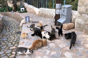 Σταθμοί πόσιμου νερού και τροφής από την "Υδραϊκή Κιβωτό" αλλά και σπιτάκια προστασίας για τις αδέσποτες γάτες