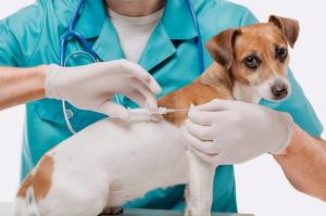 Κυνηγετικός Σύλλογος Ύδρας: Ετήσιος εμβολιασμός και τοποθέτηση τσιπ σε σκύλους σε συνεργασία με τον Δήμο Ύδρας