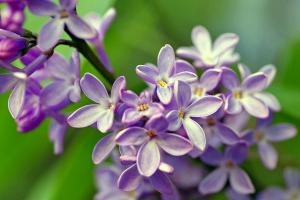 Πασχαλιά  | Το σύμβολο της Άνοιξης και της Αναγέννησης