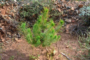 Αναδάσωση και Εθελοντισμός