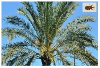 Πραγματοποιήθηκε ημερίδα της Π.Ε. Νήσων για το κόκκινο σκαθάρι