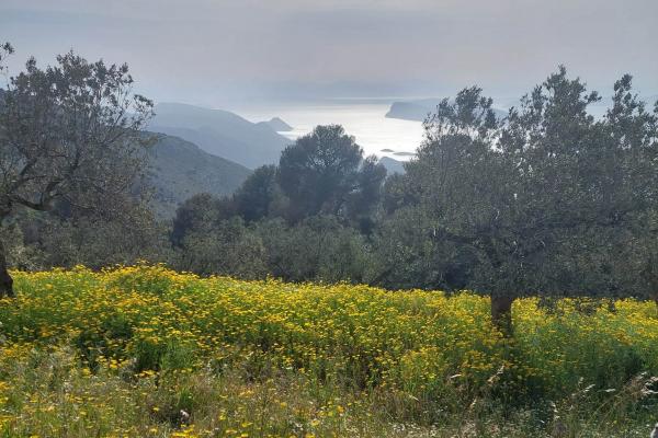 Dreamideamachine resident - Athens - Ομαδική Έκθεση "nature, nature, nature Vol. 1"