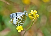 Άνοιξη στην Ύδρα