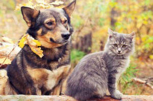 Animal Action και Wind συμπράττουν για τα αδέσποτα ζώα