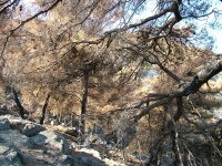 250 στρέμματα ο απολογισμός της καμμένης γης στον Μπίστη