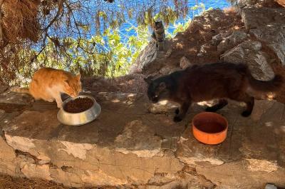 Υδραϊκή Κιβωτός:  Γάτες στο Αυλάκι την ώρα της τροφοδότησης των ταΐστρών με ξηρά τροφή