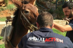 Δωρεάν παροχή φροντίδας ιπποειδών στις 17, 18, 19 &amp; 20 Οκτωβρίου