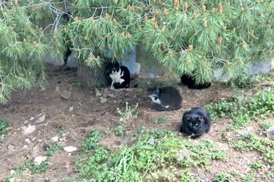 Φροντίζουμε τις γάτες της Ύδρας.  Η "Κιβωτός" το κάνει. Εμείς οι εθελοντές το πράττουμε;